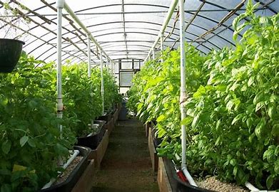 30-year-old youth makes 1 Million Shillings from Greenhouse farming.