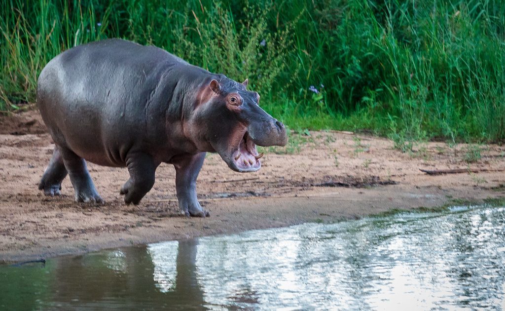Straying hippos destroy crops in Suba South – Kenya News Agency