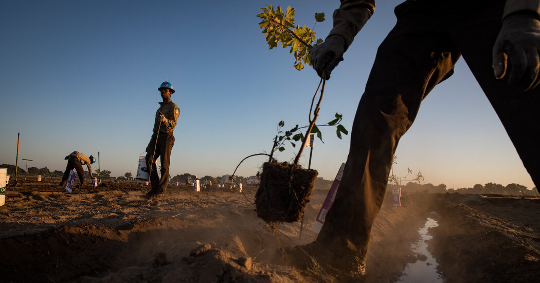 Tree Planting Is Booming. Here’s How That Could Help, or Harm, the Planet.
