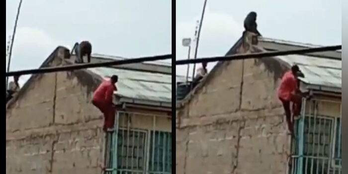 Matatu Driver Falls From Apartment Roof During Baboon Attack [VIDEO]