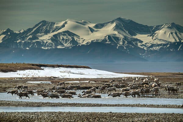 Caribou crossing a shallow section of the Hulahula River in the Arctic National Wildlife Refuge in 2019. President Biden is suspending drilling leases.