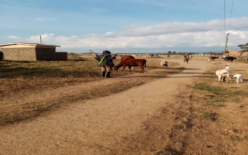Resettled families who sold their land back to poverty: The Standard