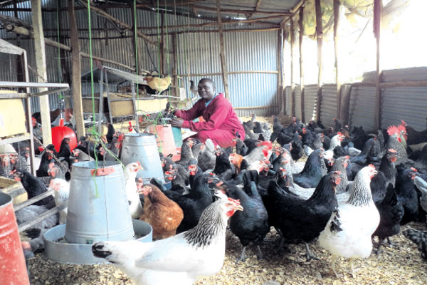 How chicken farm makes Sh. 600,000 per week from selling chicks