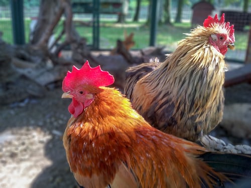 Save poultry sector, farmers group tell CS Munya