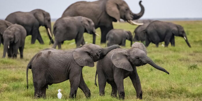 UK to Fly 13 Elephants to Kenya in Historic Trip