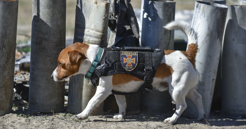 Ukrainian Bomb-Sniffing Dog Named Patron Honored by Zelensky