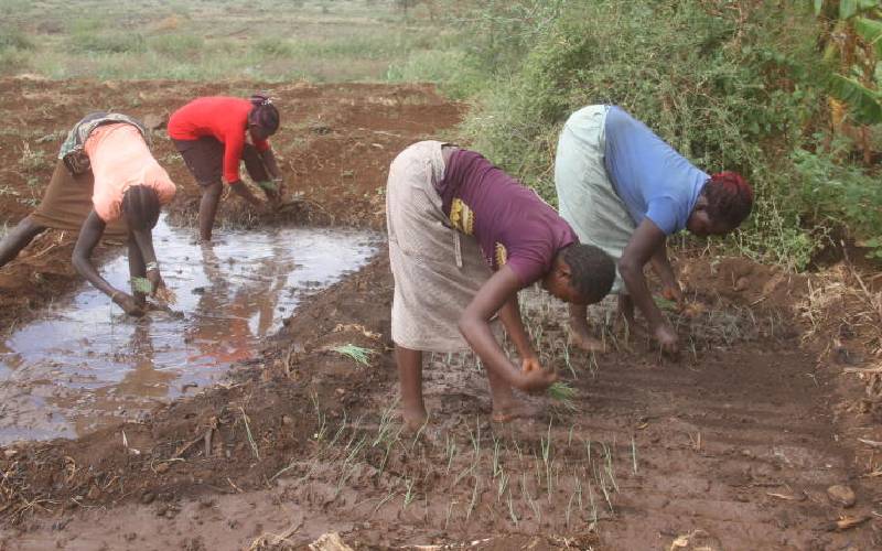 **Residents of far-flung parts of Isiolo County have embraced horticultural farming.**