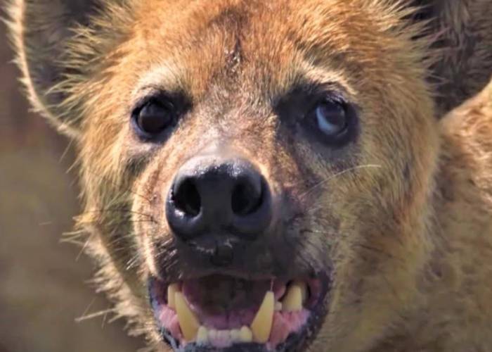 Hyenas kill second person in Kiambu in less than 24 hours