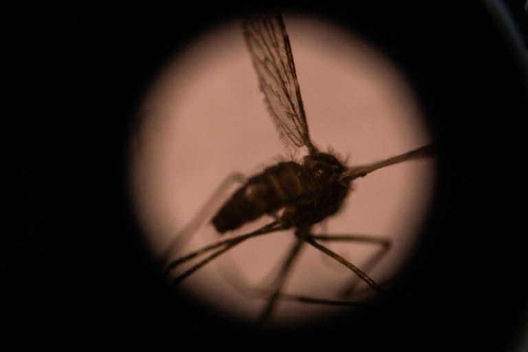 Kenya welcomes WHO's approval of malaria vaccine for children » Capital News