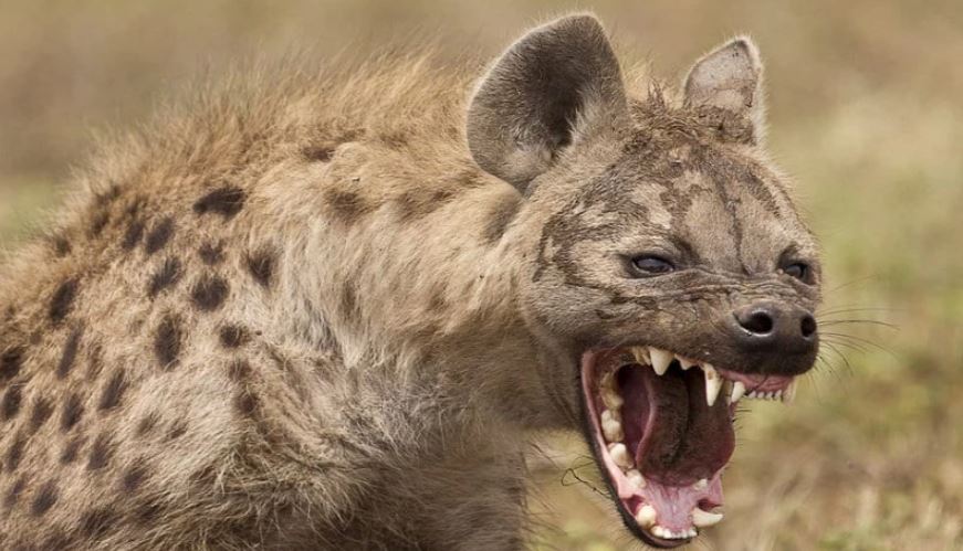 Hyenas Maul Two Toddlers to Death in Kwale