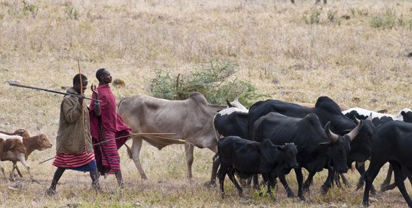 Holistic approaches to conserve the Maasai Mara - KBC
