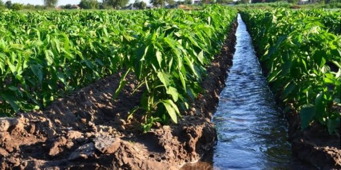 Kenya Eyes Ksh23B World Bank Loan to Spur Food Production