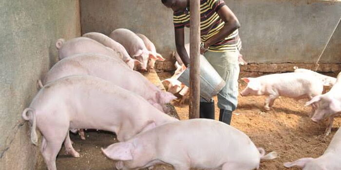 Confessions: How A-Student Would Sell School Piglets to Afford Bread