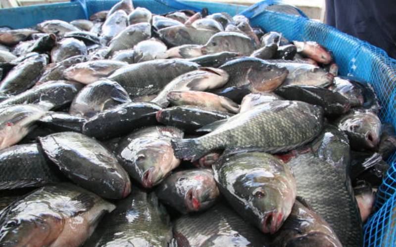 Fish worth Sh200 million rots in Busia over Kenya-Uganda row