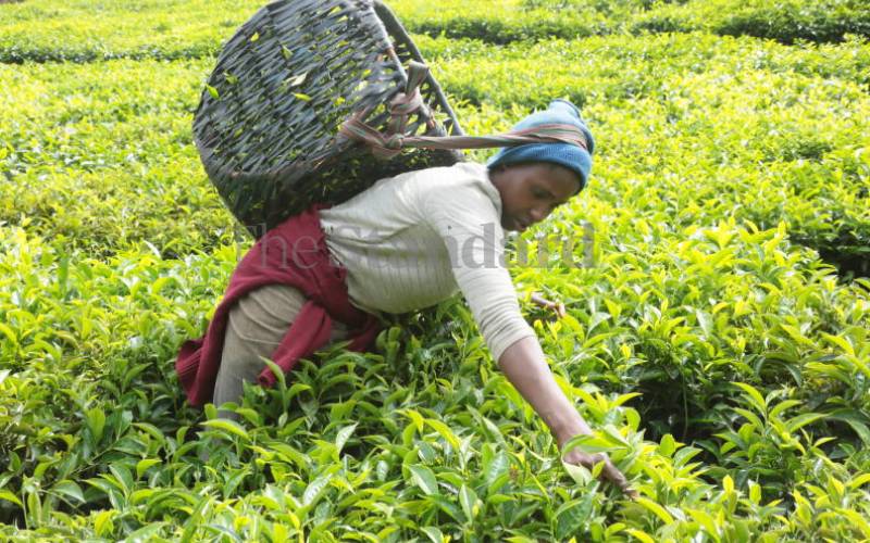Job cuts loom in KTDA as staff audit firm steps in