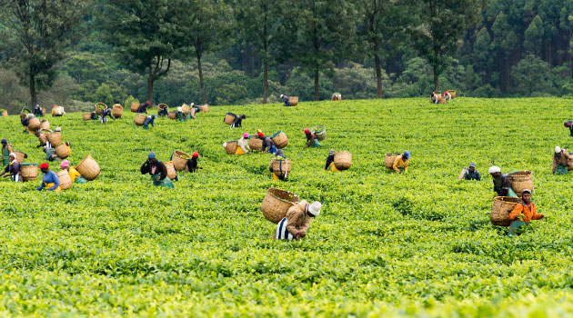 KTDA's subsidiary slashes interest rate on loans for tea farmers