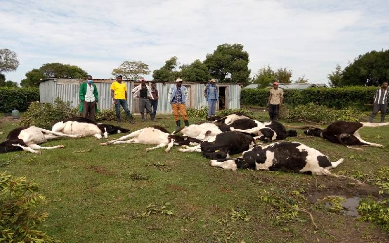MP losses 24 Friesian cows to poisonous animal feed