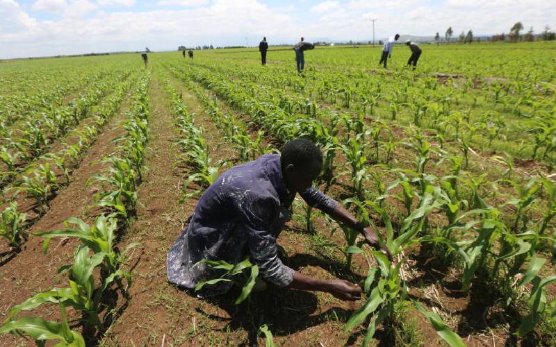 Desperate farmers use detergents and pepper to fight army worms