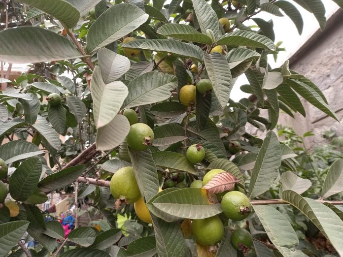 Struggling With Balding Or Hair Loss? Guava Leaves Can Restore Your Form