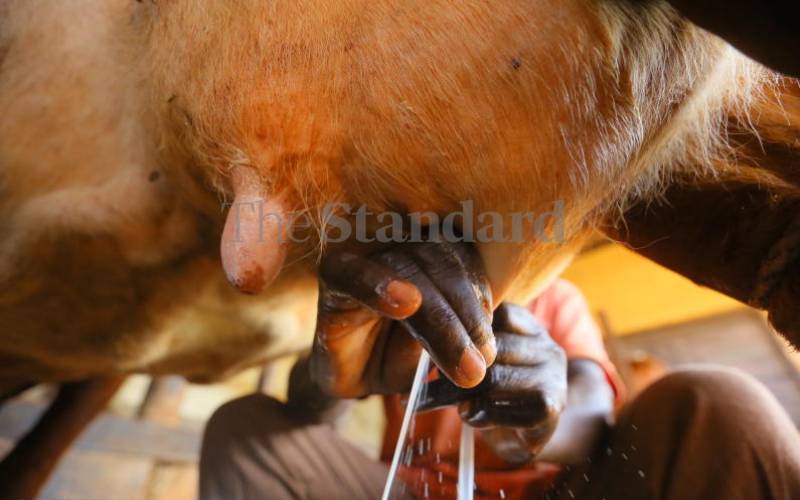 Man burns cow over a cup of milk