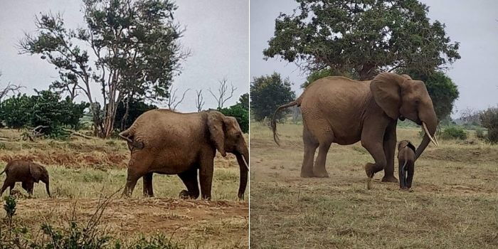 Kenyan Elephant Goes Viral With Kind Gesture to Rescuers [VIDEO]