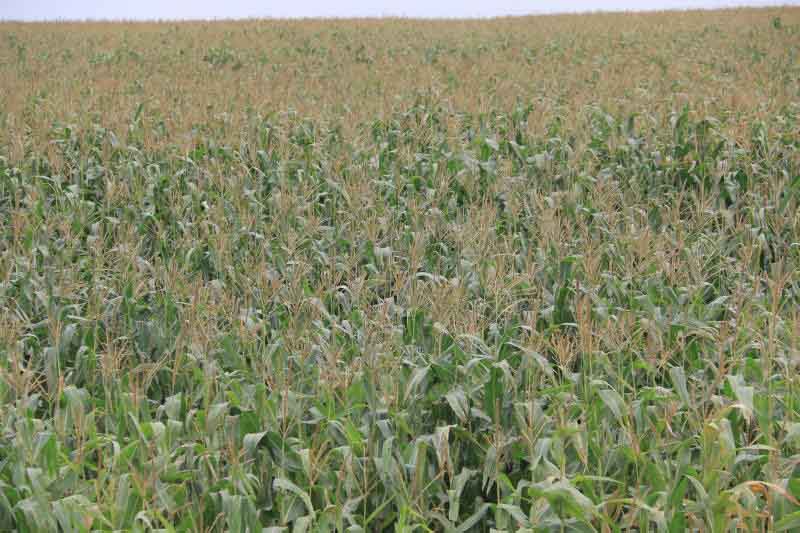 State offers 1,000 tonnes of Galana Kulalu maize for sale