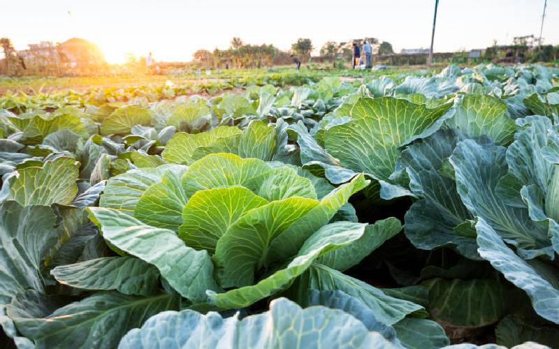 How to get the best out of your hustle of growing cabbages