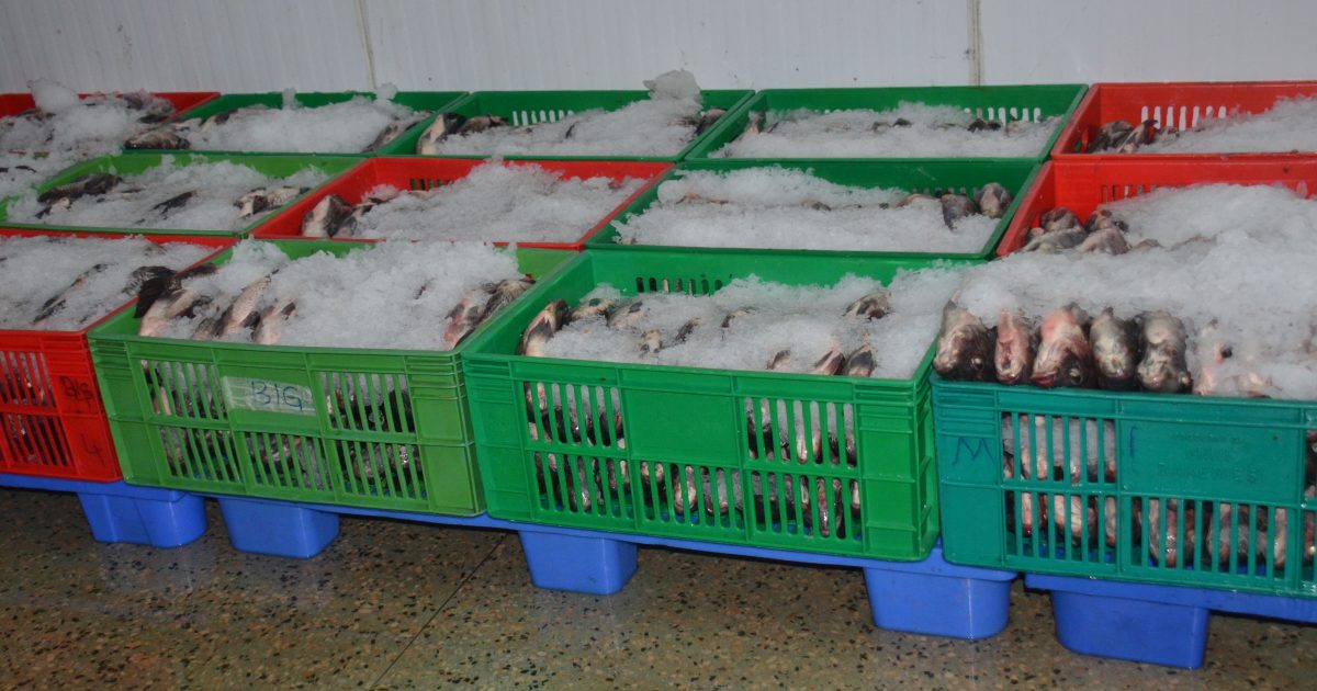 Two thousand fish farmers to benefit from cold facility – Kenya News Agency