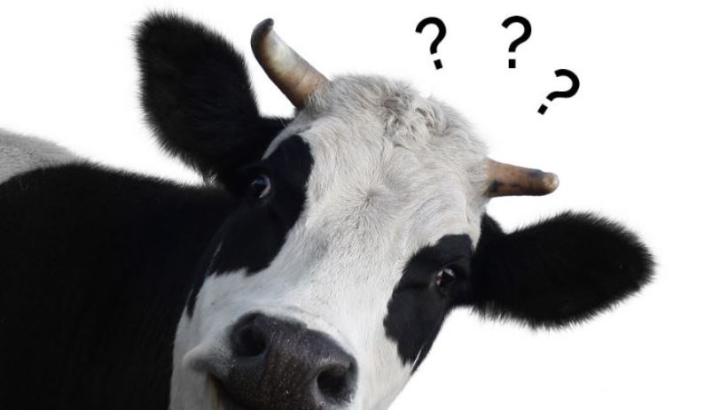 Kericho Man, 31, Caught in Unnatural Act With a Calf