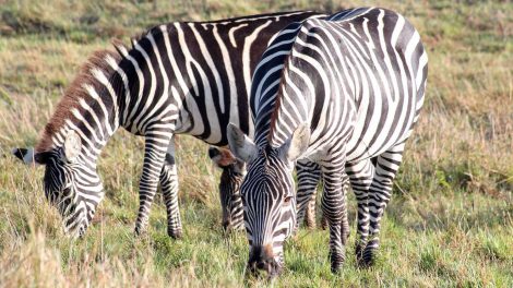 Maasai Mara, Tanzania tops Easter Google searches – Nairobi News