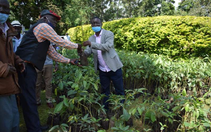 600 Kasipul farmers get free avocado, mango seedlings: The Standard