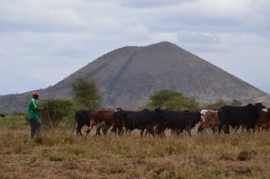 Looming Ecological Disaster as Water Levels at Mzima Springs Drops – Kenya News Agency