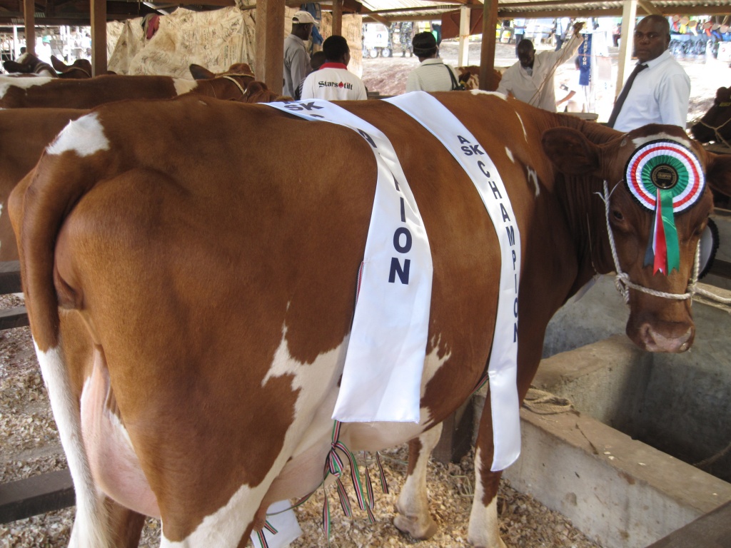 New Style Of Milk Production Makes Dairy Farming More Profitable