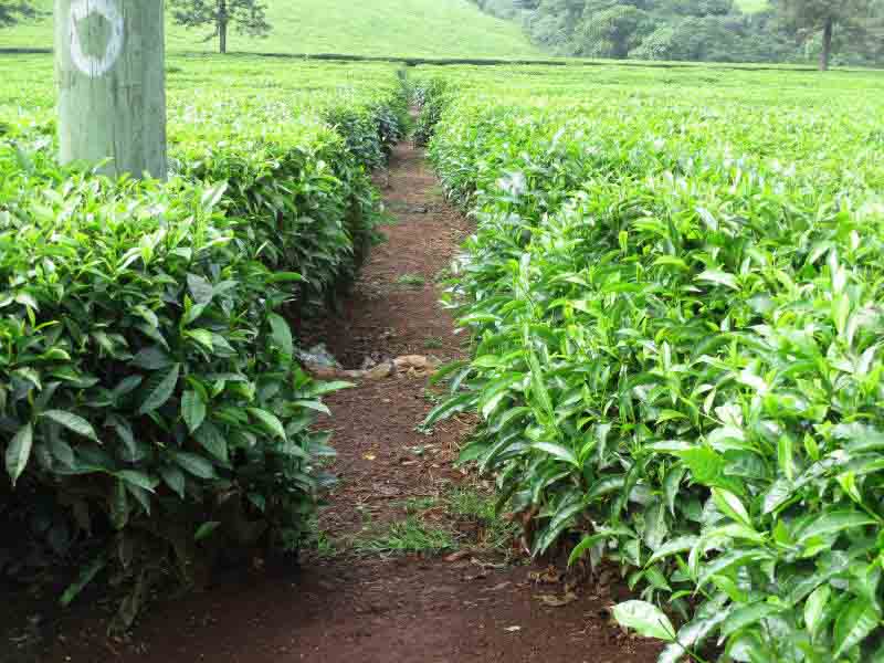 Kericho now reviews land rates upwards from Sh284 to Sh2,000