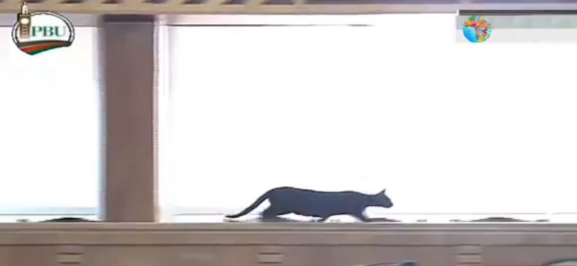 Watch how MPs Reacted when a Black Cat Entered Parliament