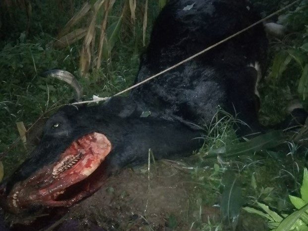 Shock as a cow carcass is found without tongue – Kenya News Agency