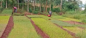 Group trains young farmers in tree planting technique – Kenya News Agency
