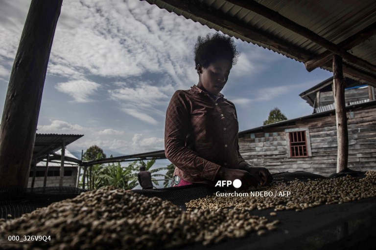 Women brew brighter future in DR Congo coffee initiative