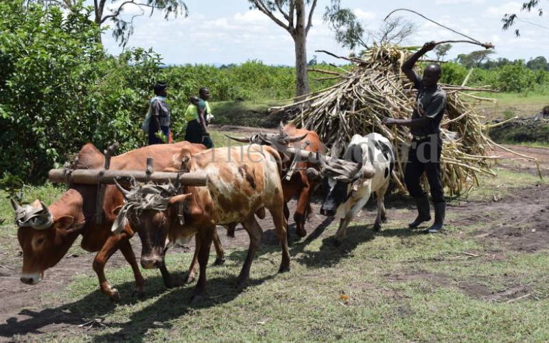 Farmers blame harvesting delays on sugar miller