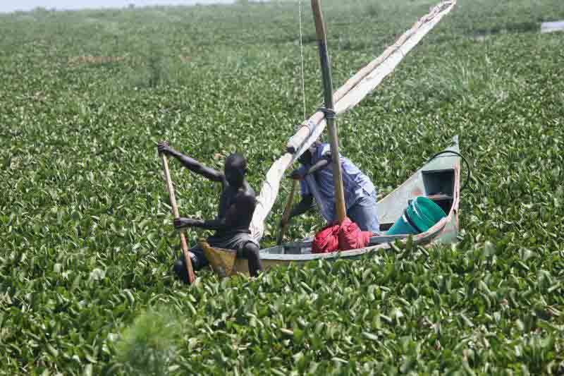 Forgotten weed killing transport on Lake Victoria