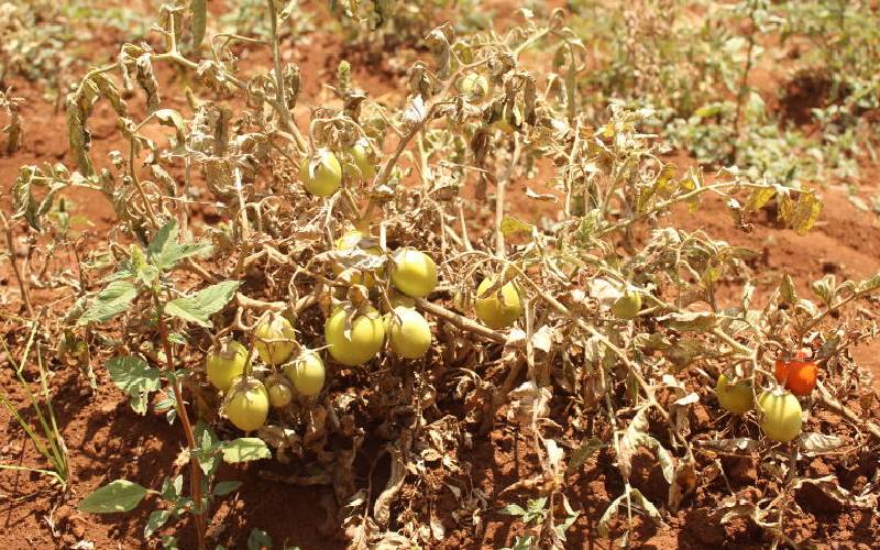 How Ukur Yatani failed agriculture in its hour of need