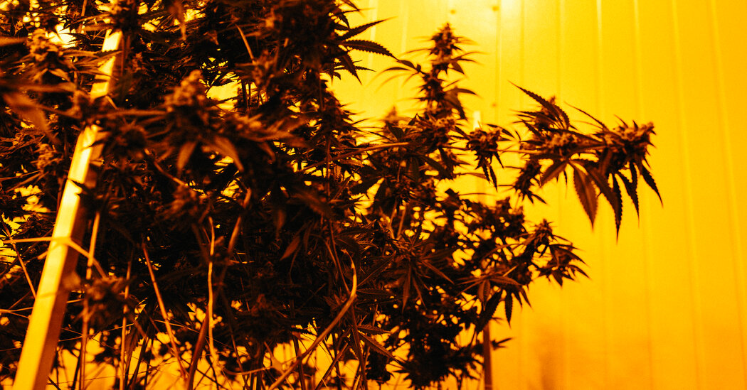 New Yorkers With Marijuana Convictions Will Get First Retail Licenses