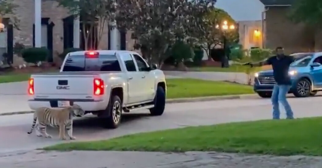 A Wandering Tiger Unnerved Houston. The Man Who Fled With It Is a Murder Suspect.
