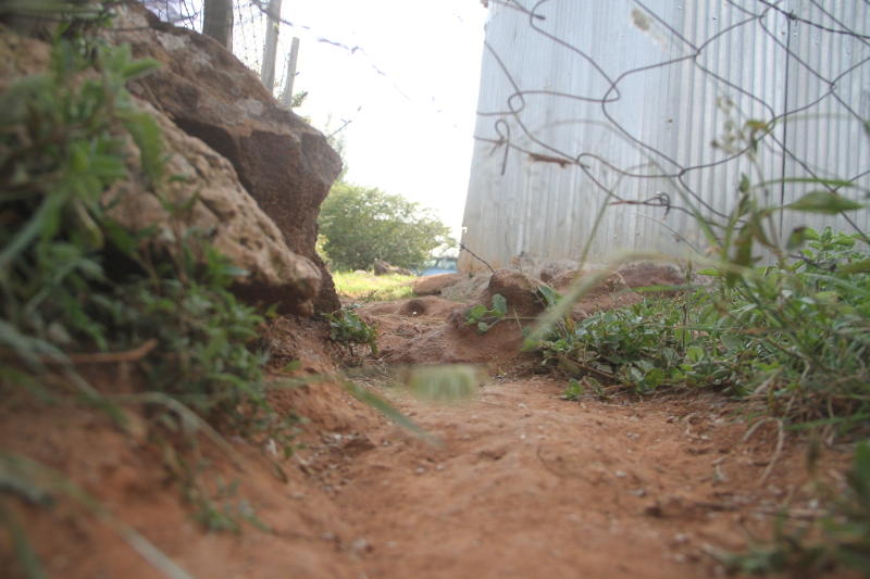 Woman in ICU after being mauled by neighbour’s dogs