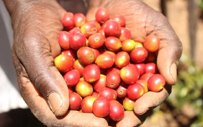 Coffee farmers fear return of cartels through proposed rules