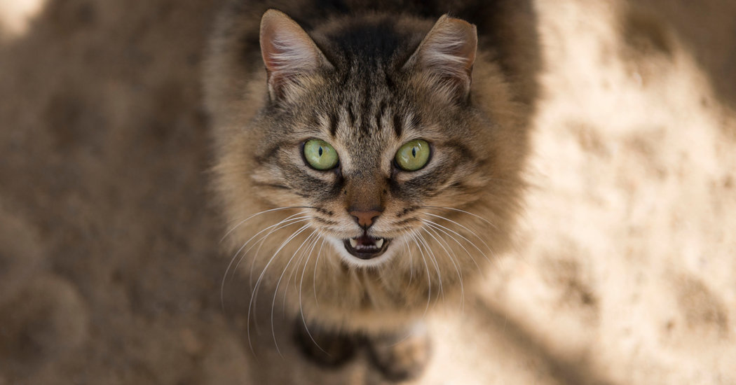 Two Cats Are First U.S. Pets to Test Positive for Coronavirus