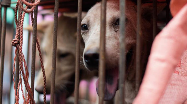 Grade three pupil Left with injuries after Dogs maul her » Capital News