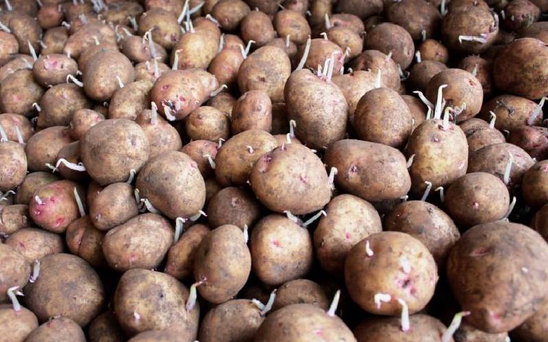 State launches Sh100 million potato plant in Meru: The Standard