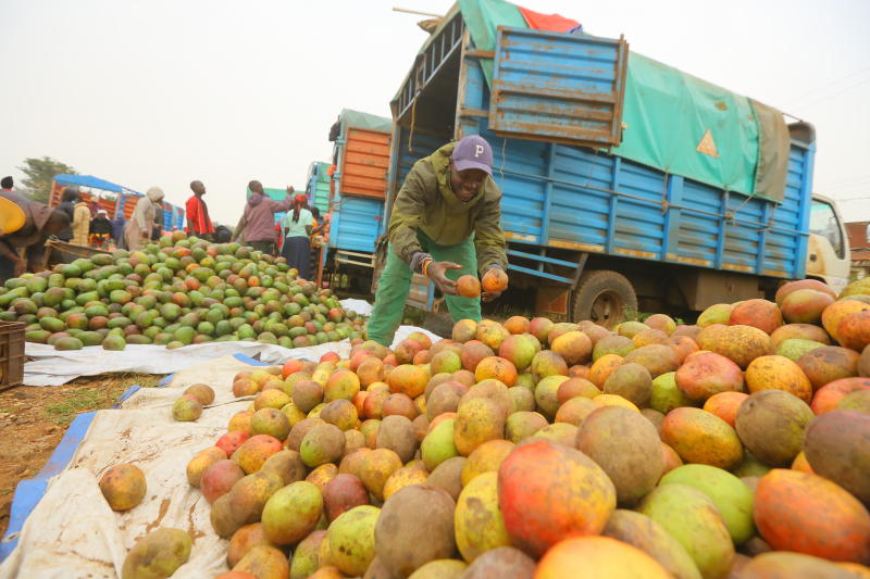 Despite bumper harvest, mango farmers suffer losses due to middlemen