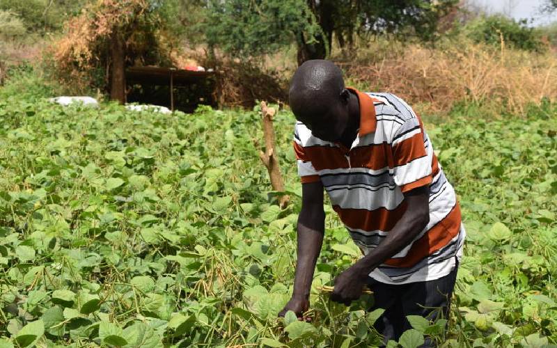 Reformed bandits venture into lucrative green gram farming